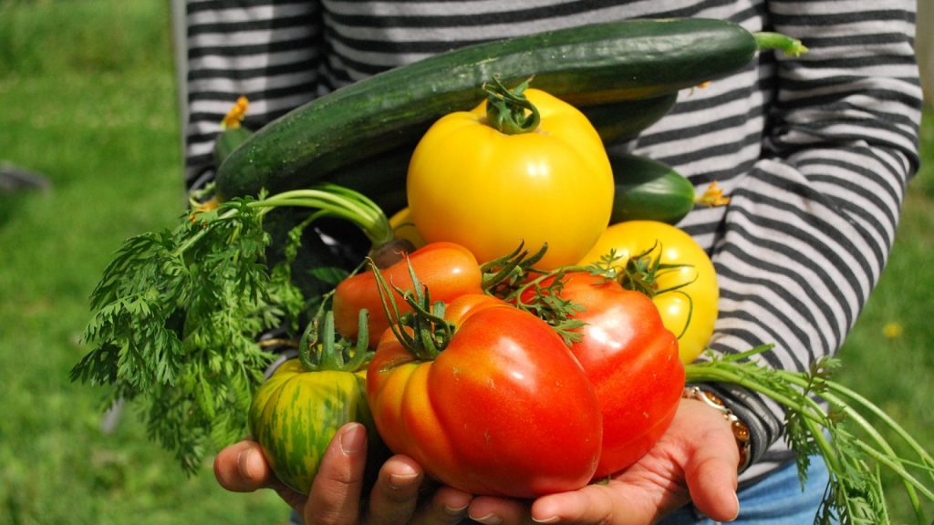 Pourquoi utiliser des graines de légumes bio ?