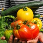 Pourquoi utiliser des graines de légumes bio ?