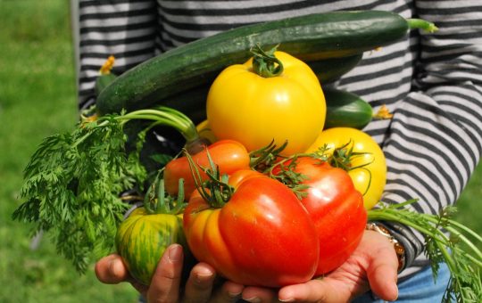 Pourquoi utiliser des graines de légumes bio ?